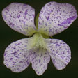 V. soraria Freckles Foto Peters