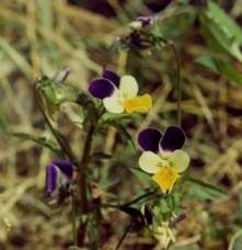 Viola tricolor Foto Ernst Horak