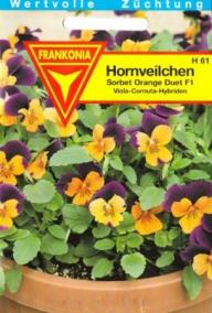 Viola cornuta Sorbet Orange Duet