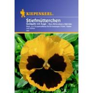 Stiefmütterchen gelb mit Auge