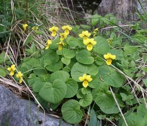 Viola biflora Foto Wikipedia