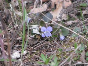 Viola canina Foto wikimedia