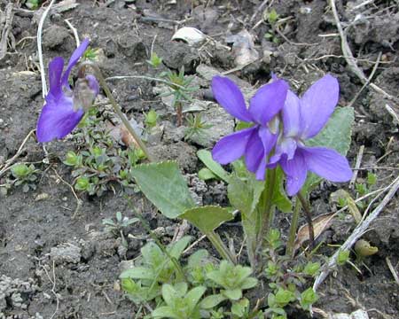 Viola ambigua Foto Horak