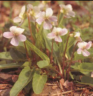 Viola betonicifolia f. albescens Foto Jürgen Peters