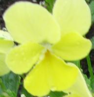 Viola cornuta Beshlie Foto Brandt