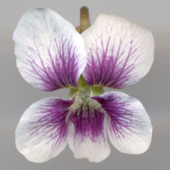 Viola cucullata Alice Witter Foto Jürgen Peters