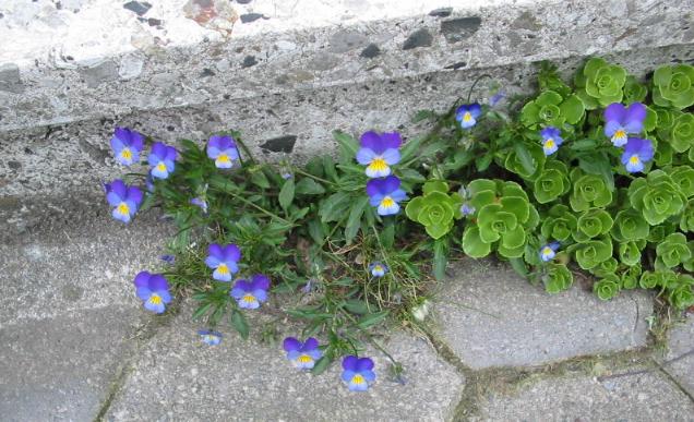 Hornveilchen Viola cornuta