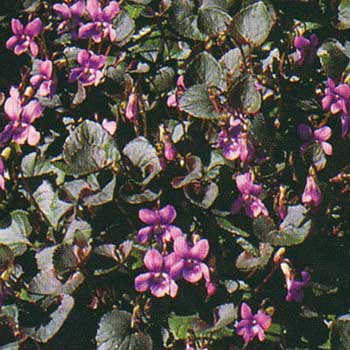 Viola riviniana (labrodorica)  Purpurea Foto Jürgen Peters