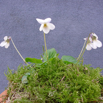 Viola odorata Goethe Foto Jürgen Peters