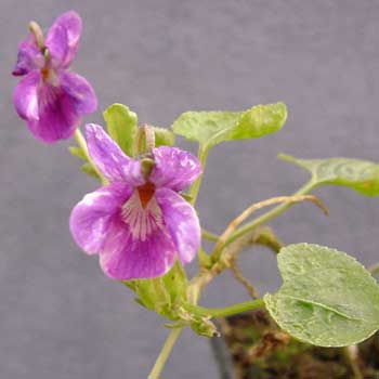 Viola odorata Opera Foto Jürgen Peters