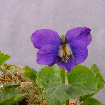 Viola odorata Royal Robe Foto Jürgen Peters