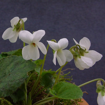 Viola odorata Weimar Foto Jürgen Peters