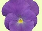 Viola cornuta Erna Foto Jürgen Peters