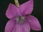 Viola cucullata Red Giant Foto Jürgen Peters