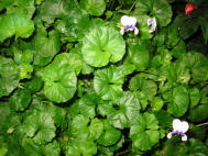 Viola hederacea Foto Brandt