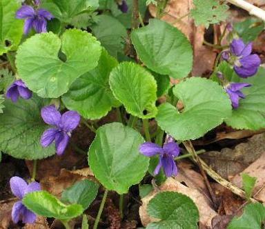 Viola odorata,  Duftveilchen Foto Flogaus-Faust