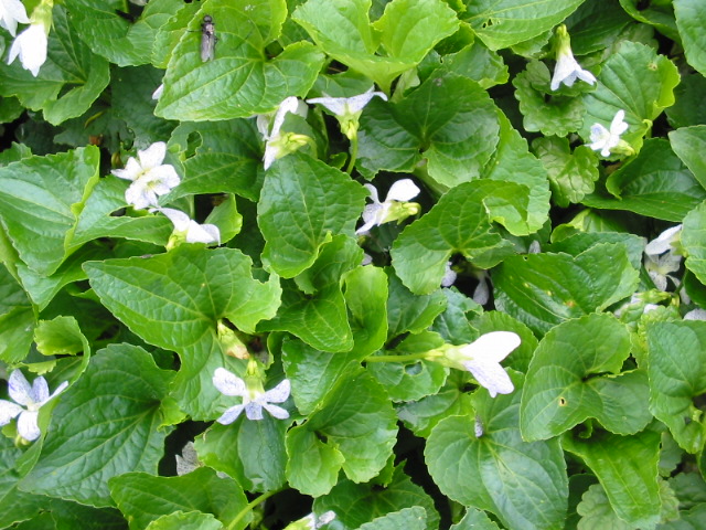 Viola soraria Freckles Foto Brandt